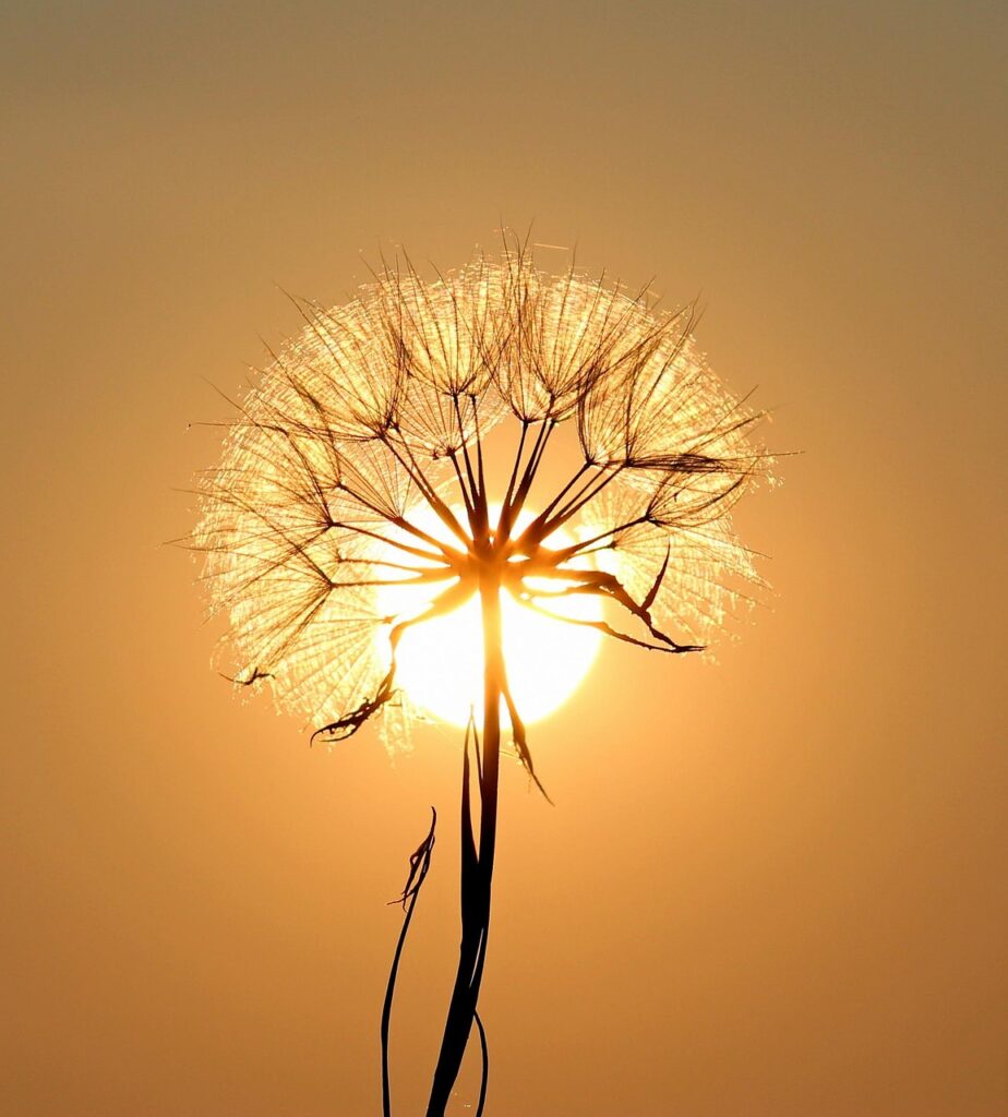 dandelion, sun, backlighting, flower wallpaper, silhouette, flower, beautiful flowers, seeds, nature, orange sun, sunset, dusk, flower background, twilight, orange sky